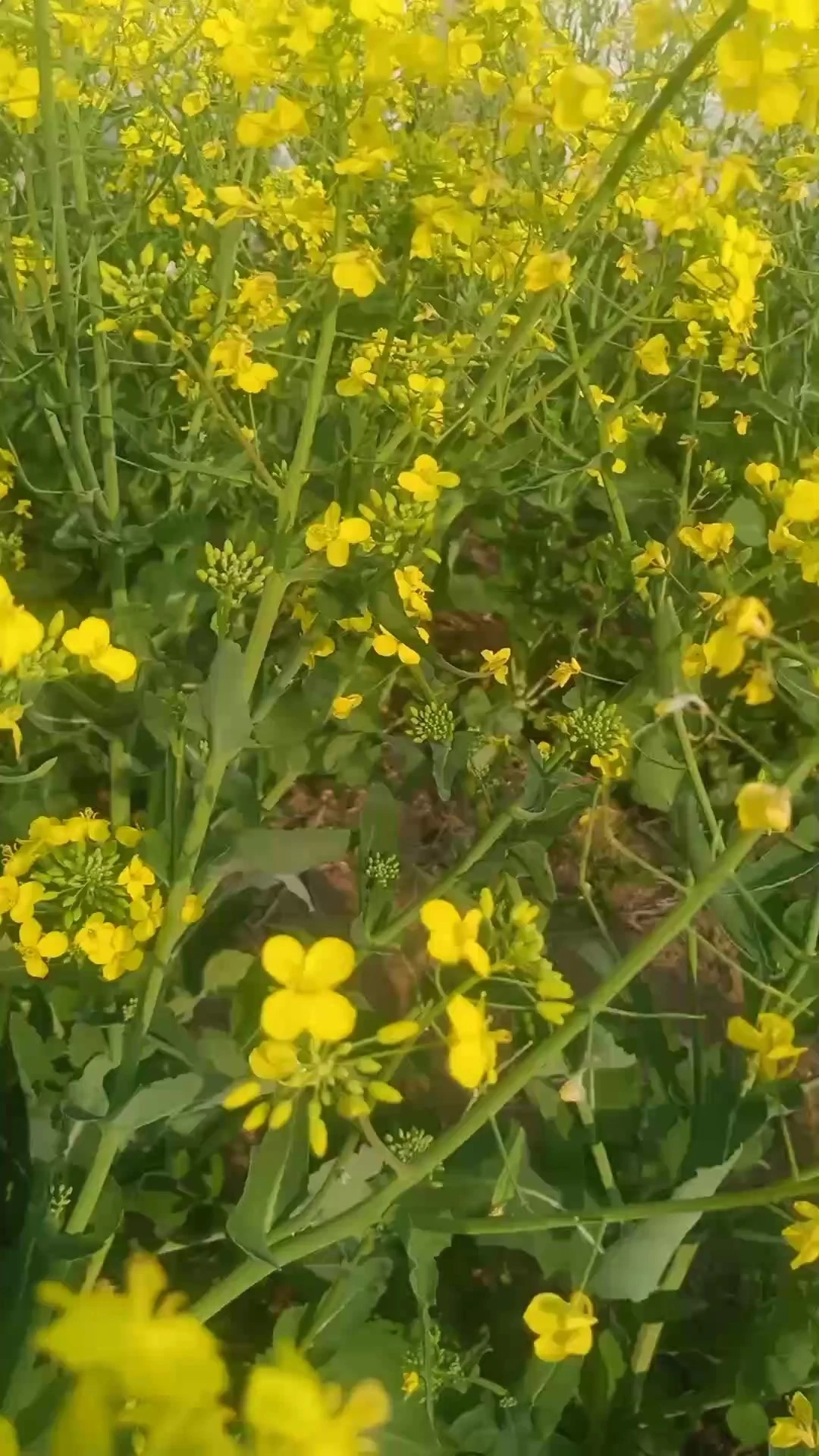 油菜花開滿地香