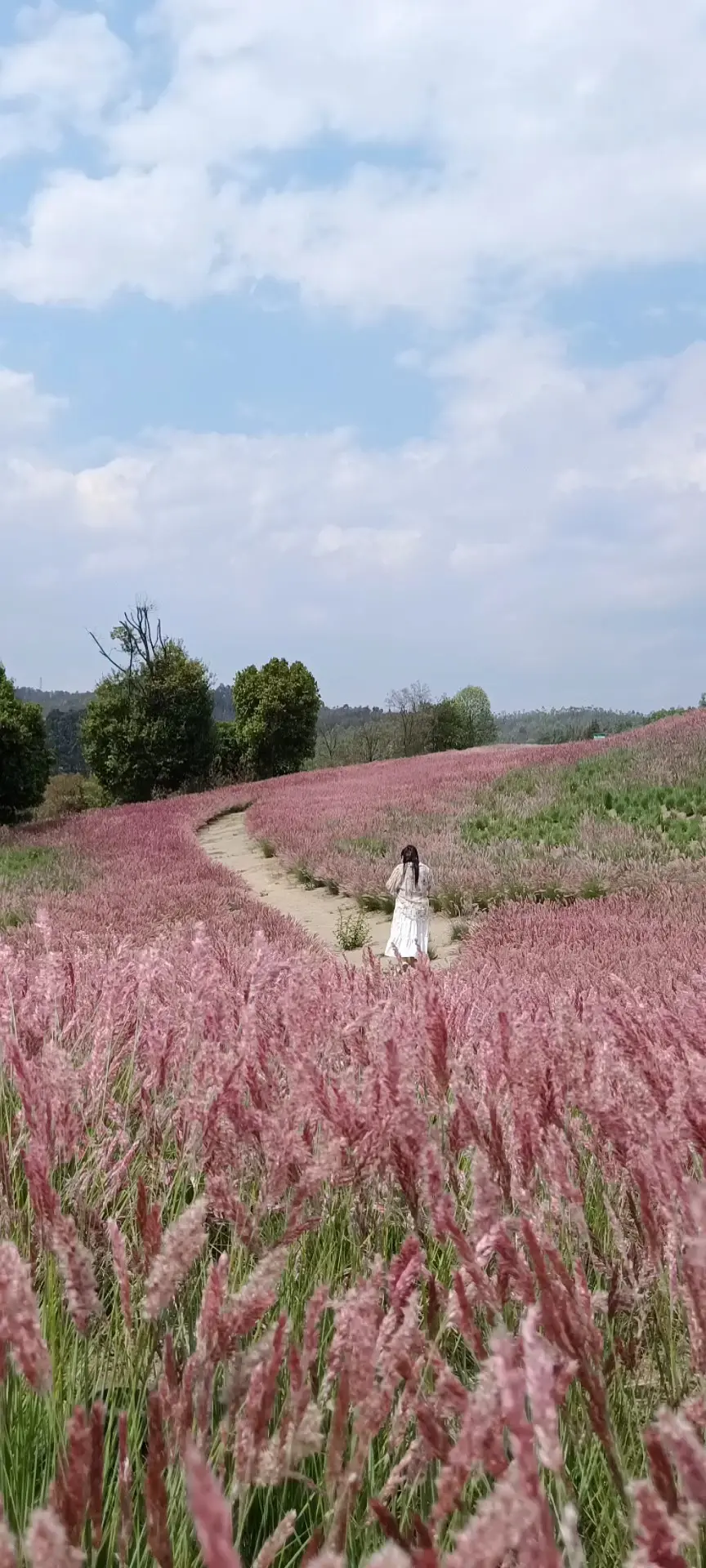 花海