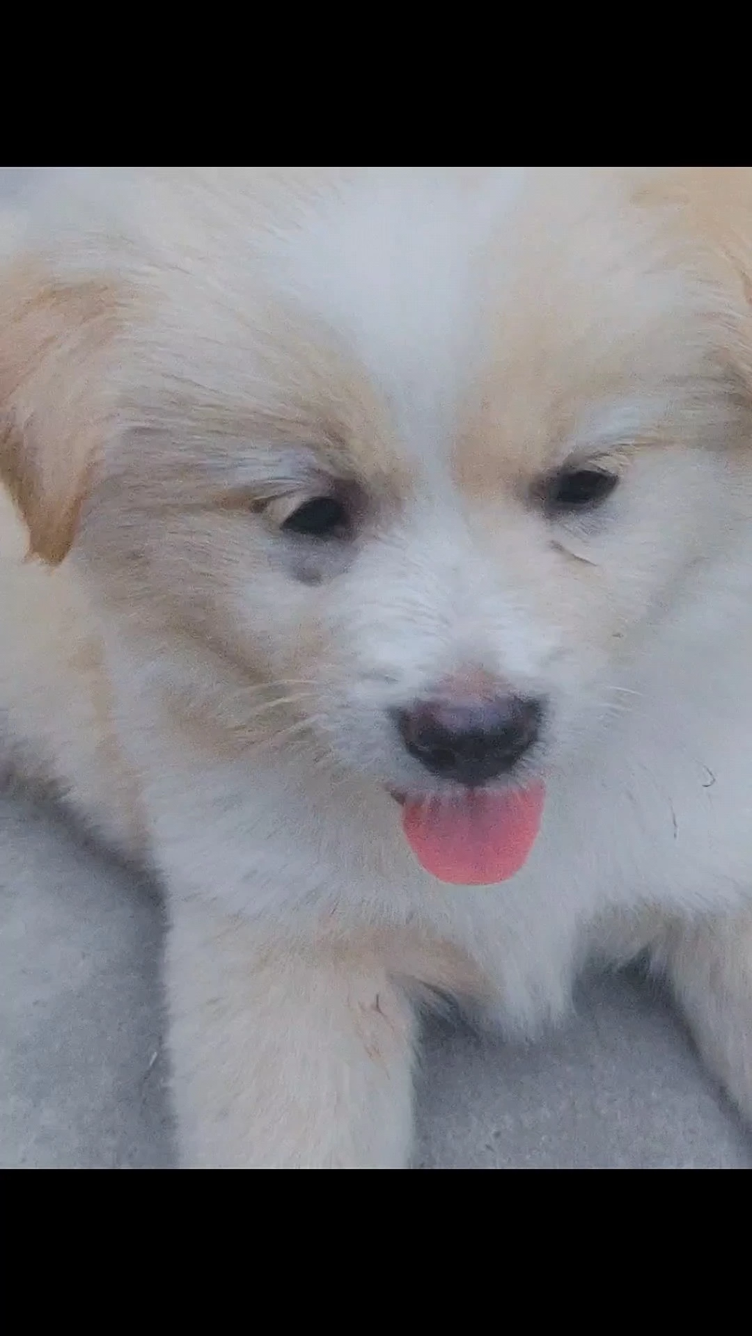 小修狗也很可愛