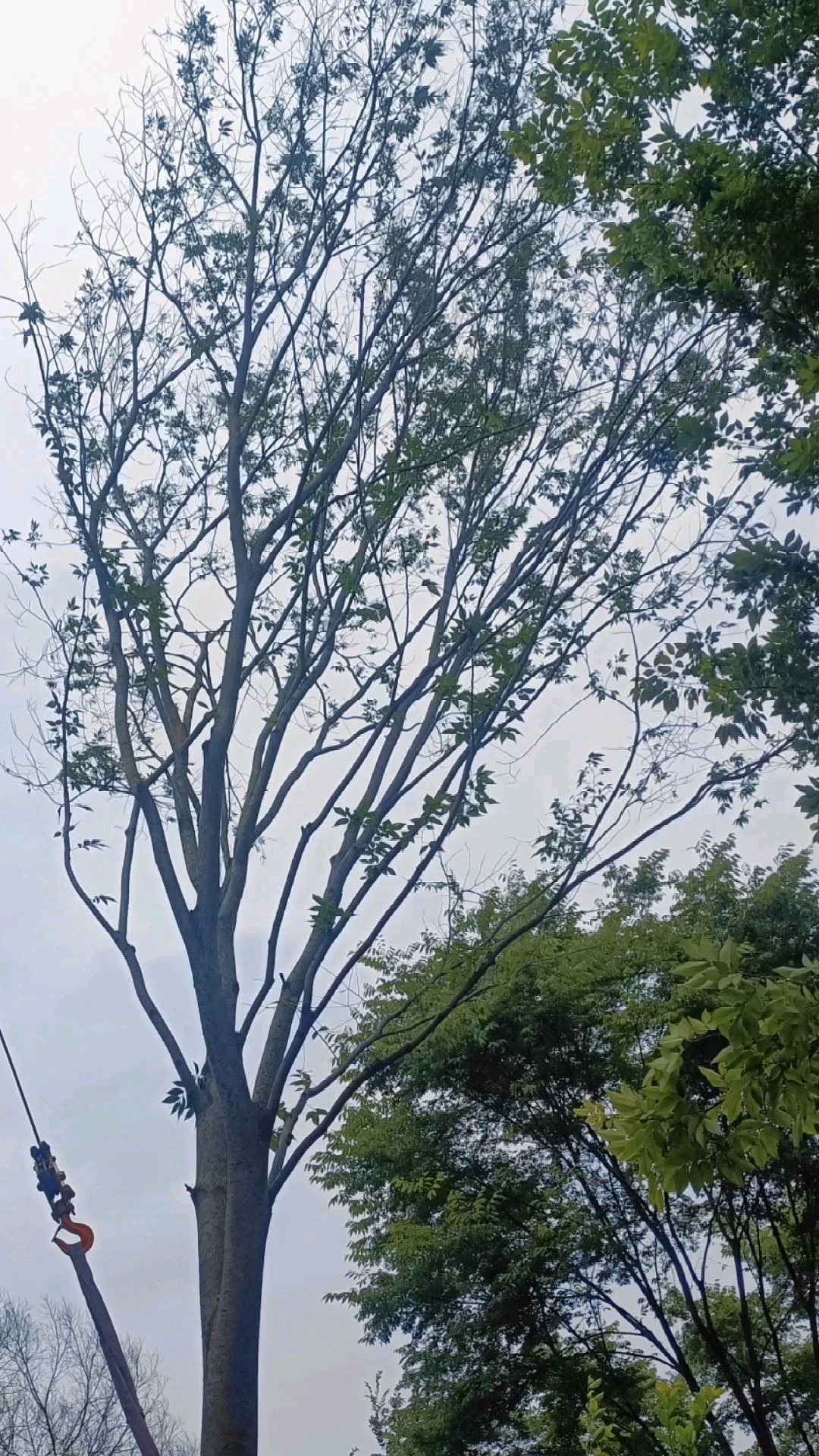 綠化