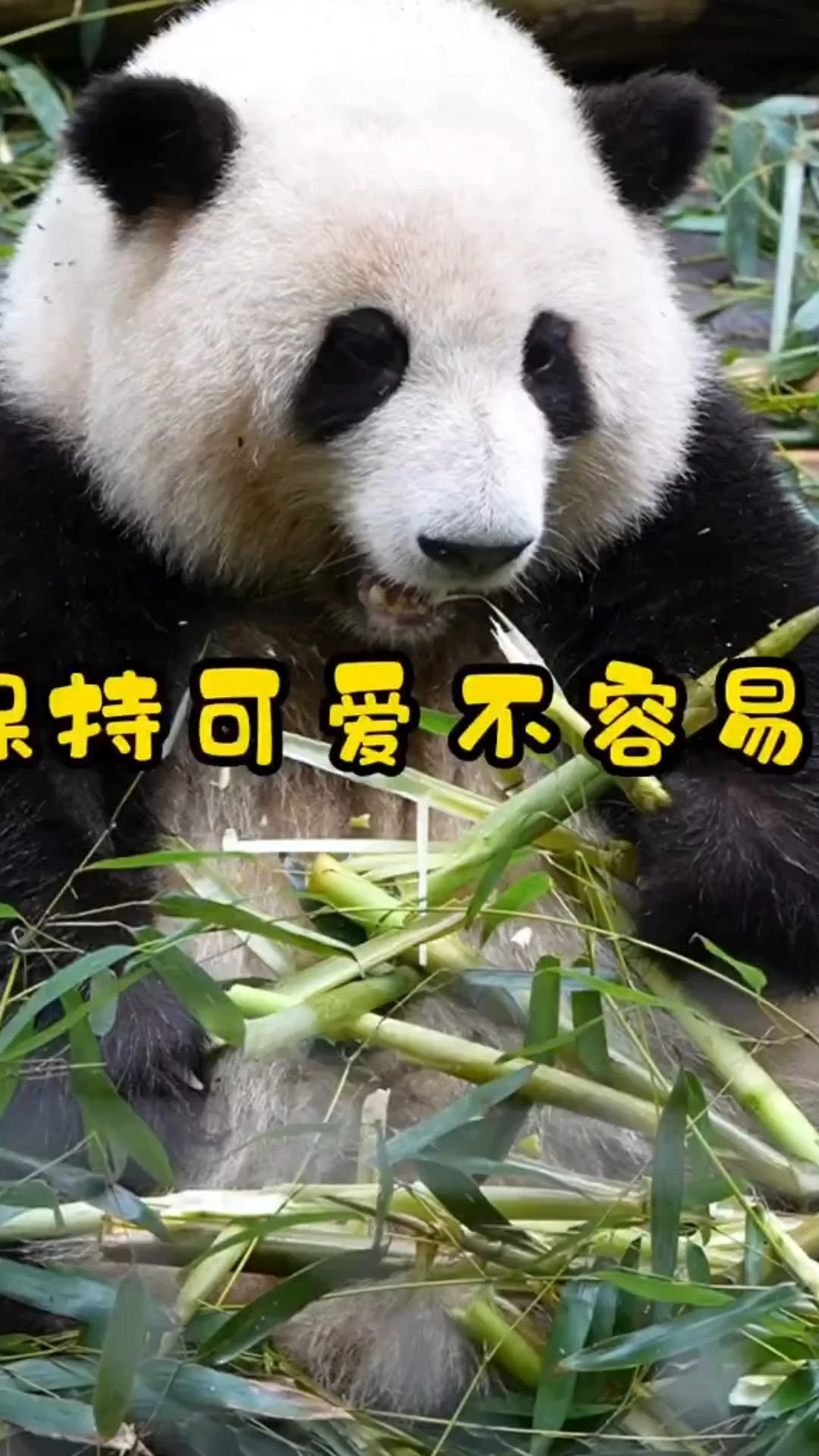 可愛花花在線吃播