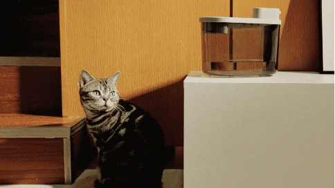 哈基米猫猫饮水机-夜间使用示意