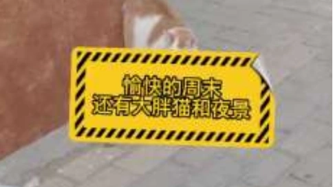 愉快的周末還有大胖貓和夜景vlog記錄