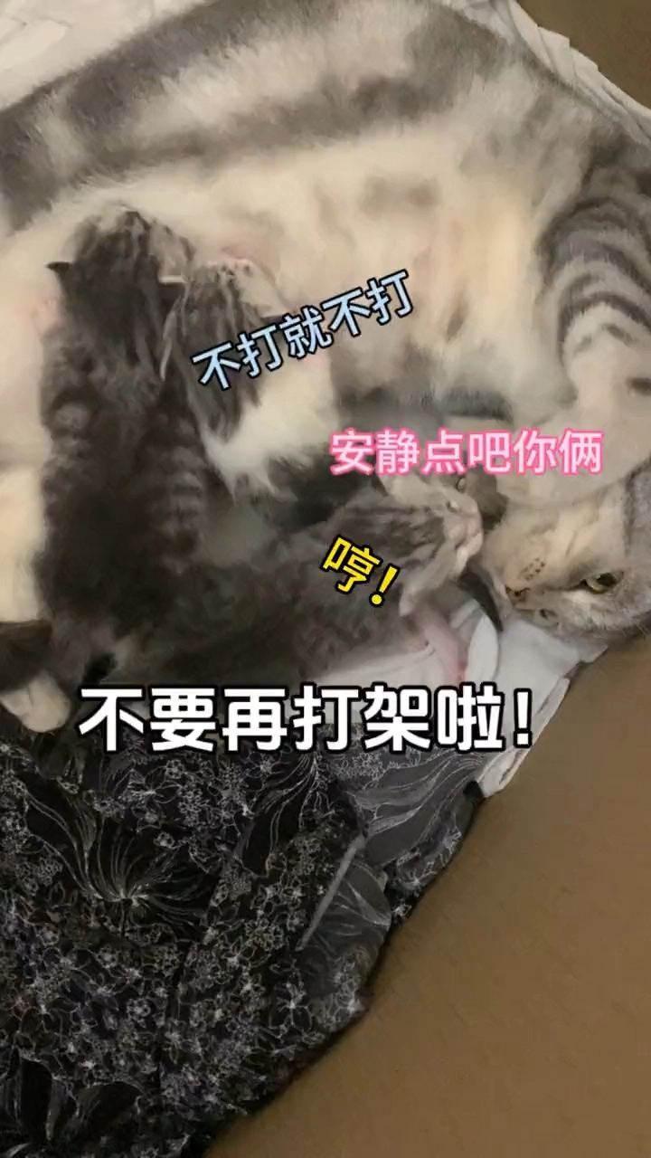 寵物類型搞笑賽道的視頻