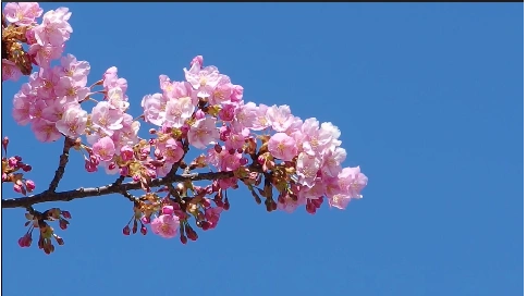 现代郊外田野灿烂鲜艳樱花盛开实拍视频