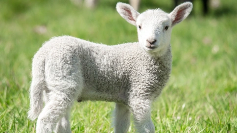 可爱的小羊