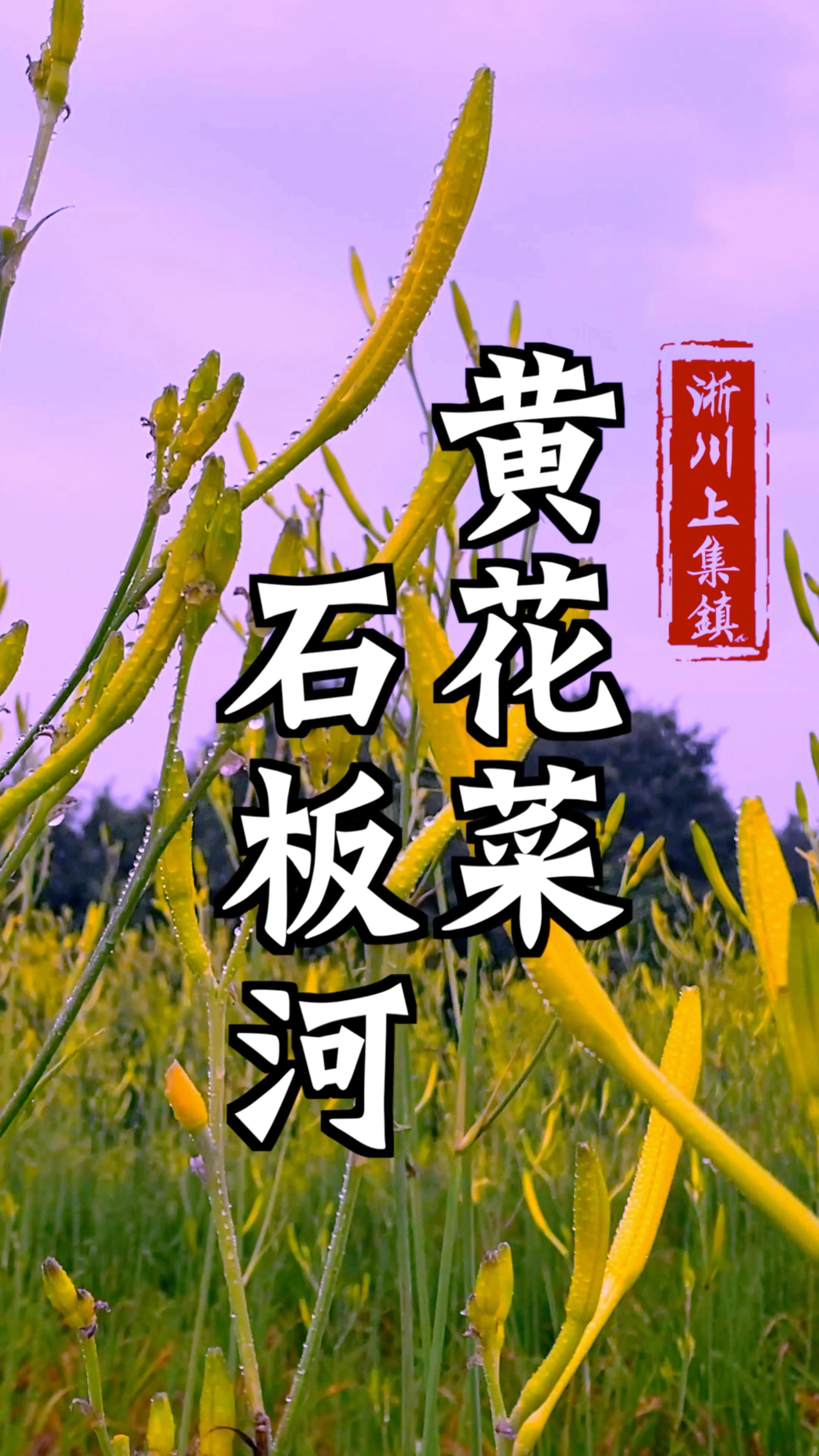淅川县黄花菜产业宣传片