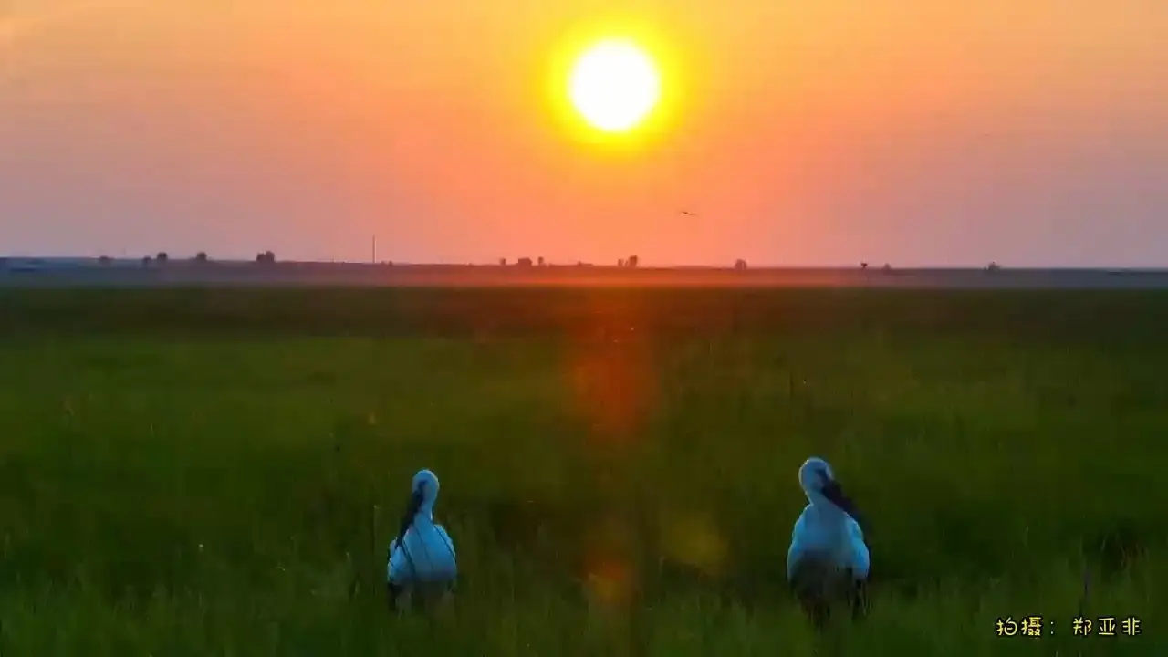 夕陽下的東方白鸛的浪漫瞬間