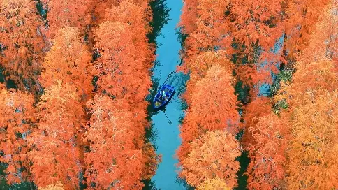 青西郊野公園水上森林