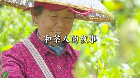 保靖黃金茶