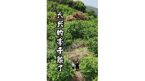大山果園宣傳片