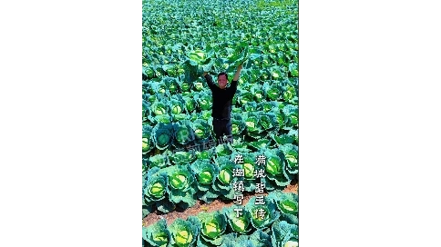 創(chuàng)意拍攝剪輯 包菜宣傳視頻