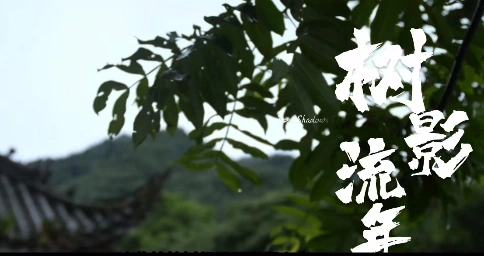 千年古树的故事