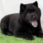感恩的黑吖
