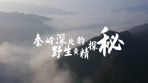 黄精品牌宣传片