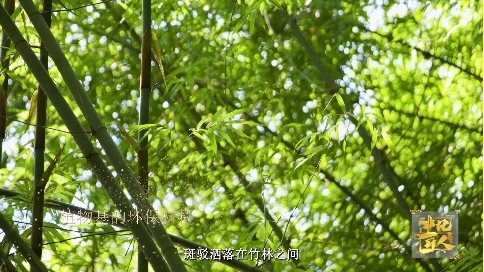 非凡匠人-《植物基的环保材料》