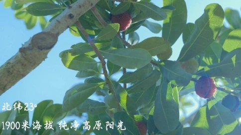 楊梅產地宣傳片