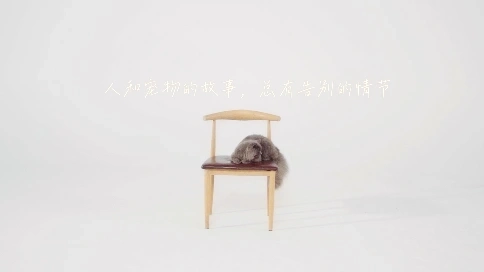 宠物公益宣传广告