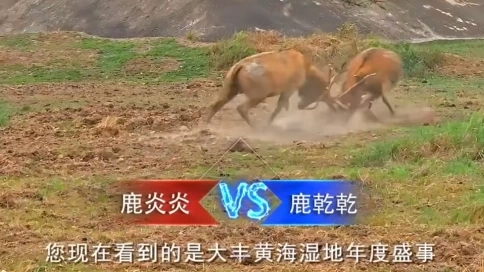 鹿超聯(lián)賽 正式開賽
