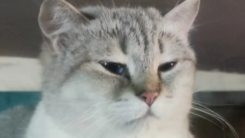 貓主子成長日記