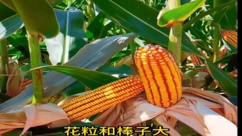 《玉米金大棒》宣傳片
