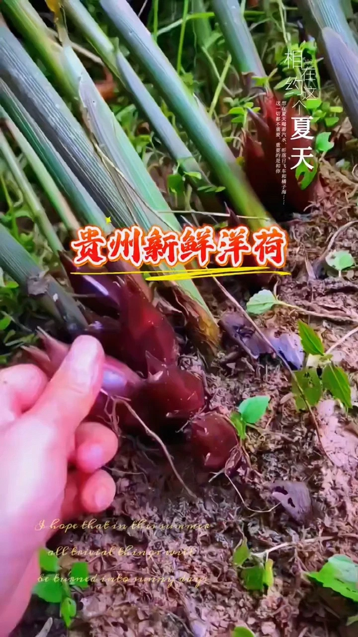 貴州新鮮洋荷