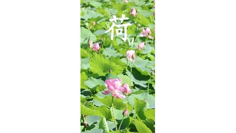 承旭公園宣傳視頻