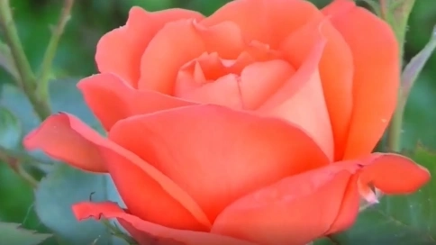 花开千万朵，花开烂漫