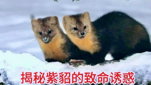 它用皮毛掀起世界大战，却在东北深山隐姓埋名