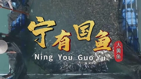 宁有国鱼短片