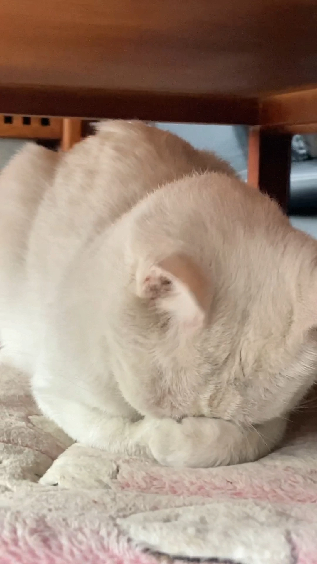 創(chuàng)業(yè)多年的我跟我家貓咪一樣…