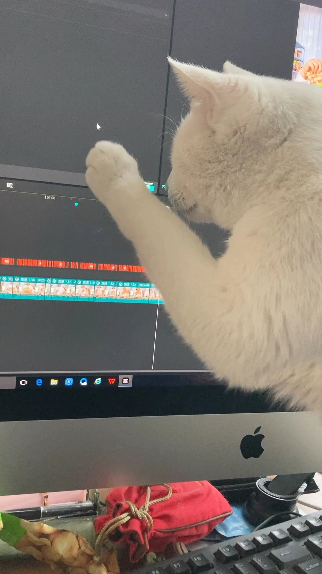 我家大白陪我一起剪視頻