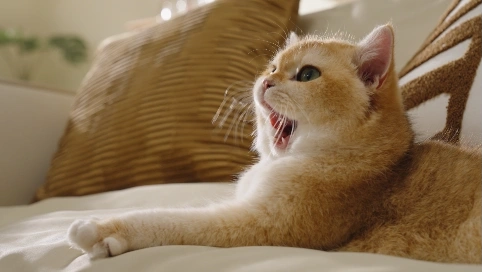 米家寵物飲水機(jī)