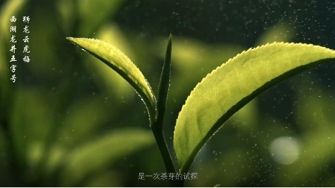 獅峰龍井產品宣傳片