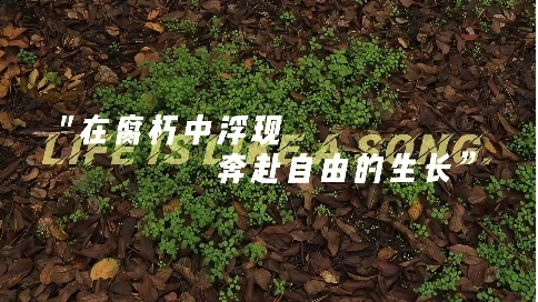 你当像叶，奔赴你的秋