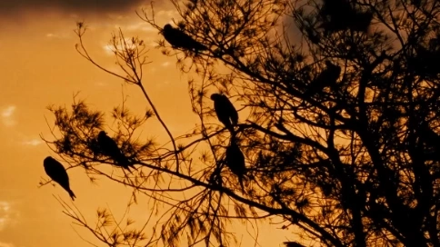 奇妙的感觉——共鸣