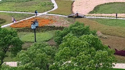 10.德清县 下渚湖 湿地 草地 鲜花