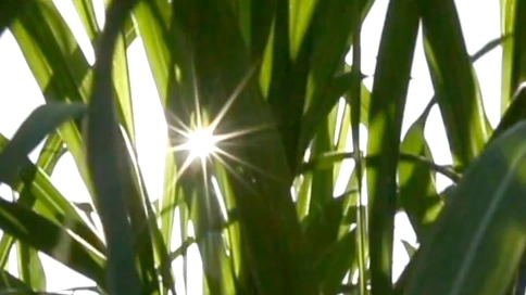 德清县 下渚湖 湿地 风光 芦苇