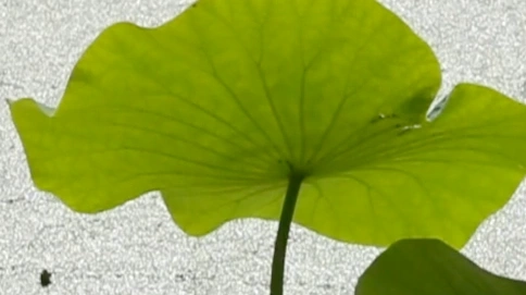 122德清县 下渚湖 湿地 风光 荷花 荷叶