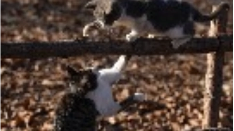 冬天的猫咪（竖幅）