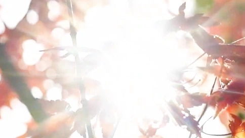 户外枫叶红枫秋天