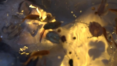 《本我》快手创意广告