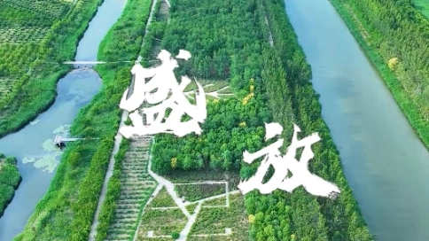 《盛放》津南区MV