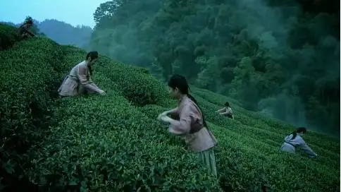 茶在中国   品在成都