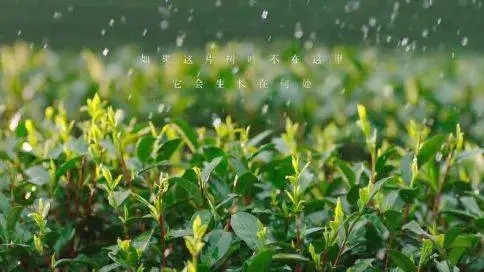 龍塢創(chuàng)意宣傳片《龍塢問茶詩》