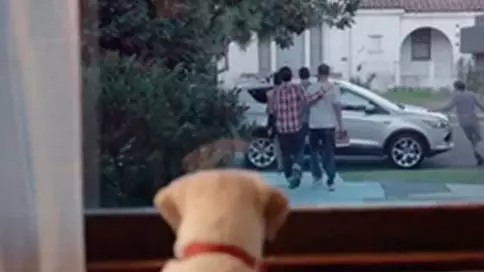 百威感人广告：狗狗在等你回家，拒绝酒驾，生命
